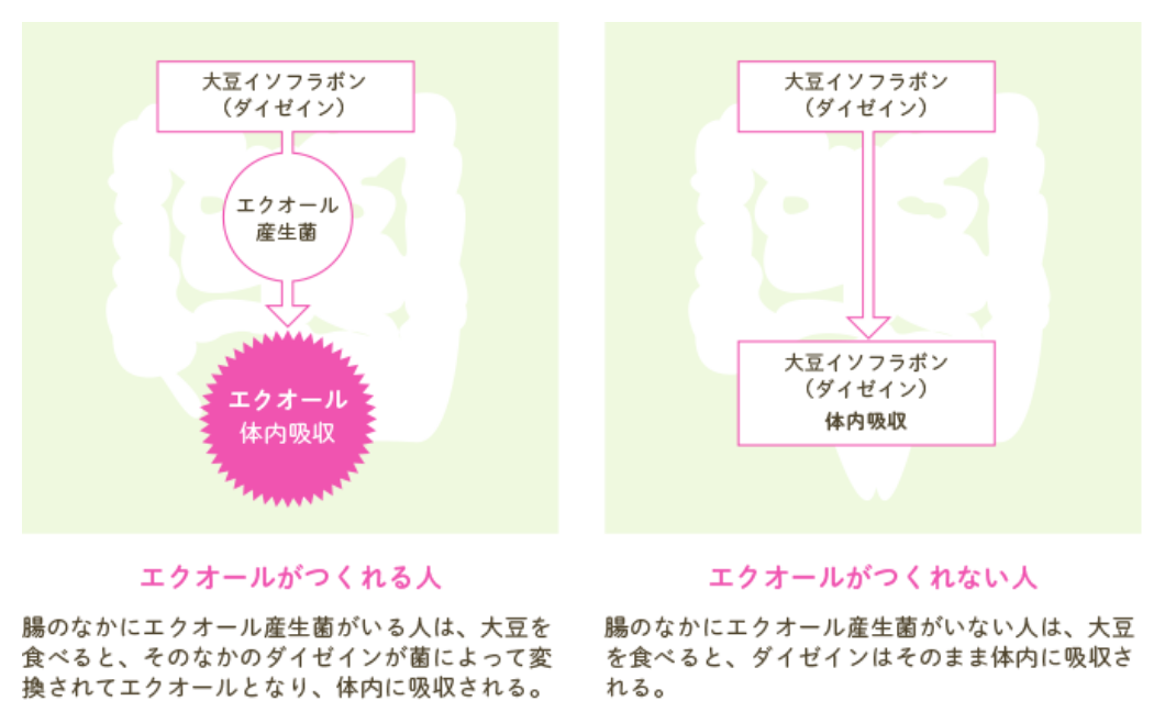腸のなかにエクオール産生菌がいる人は、大豆を食べるとダイゼインが金によって変換されてエクオールとなり、体内に吸収されます