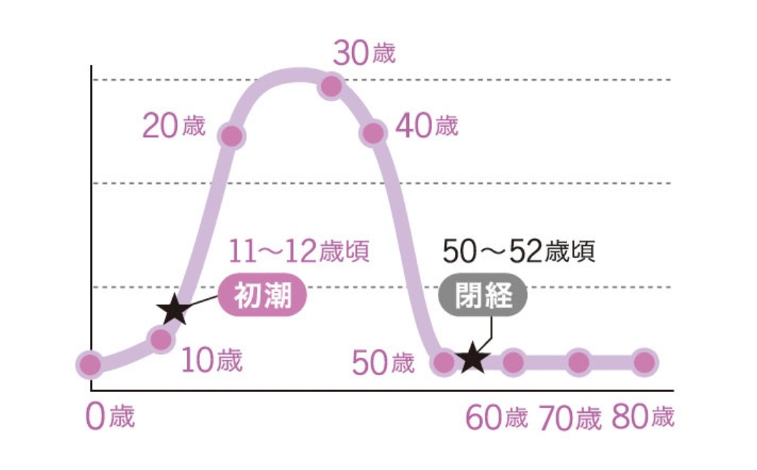 女性の一生のエストロゲンの分泌レベル推移