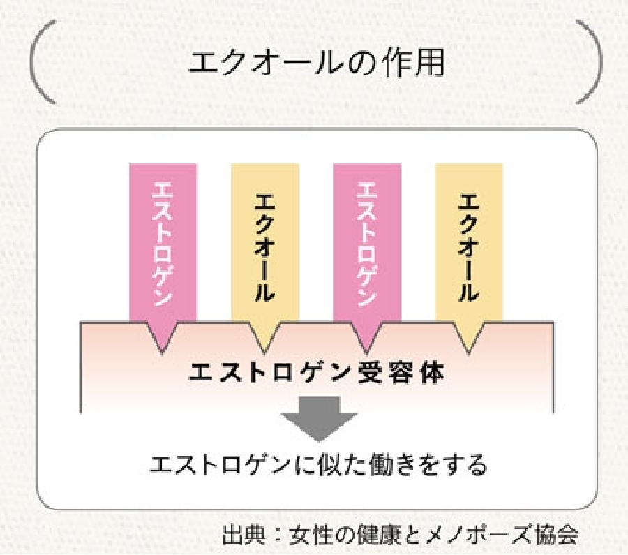 エストロゲン受容体にエクオールがはまることでエストロゲンに似た働きをします