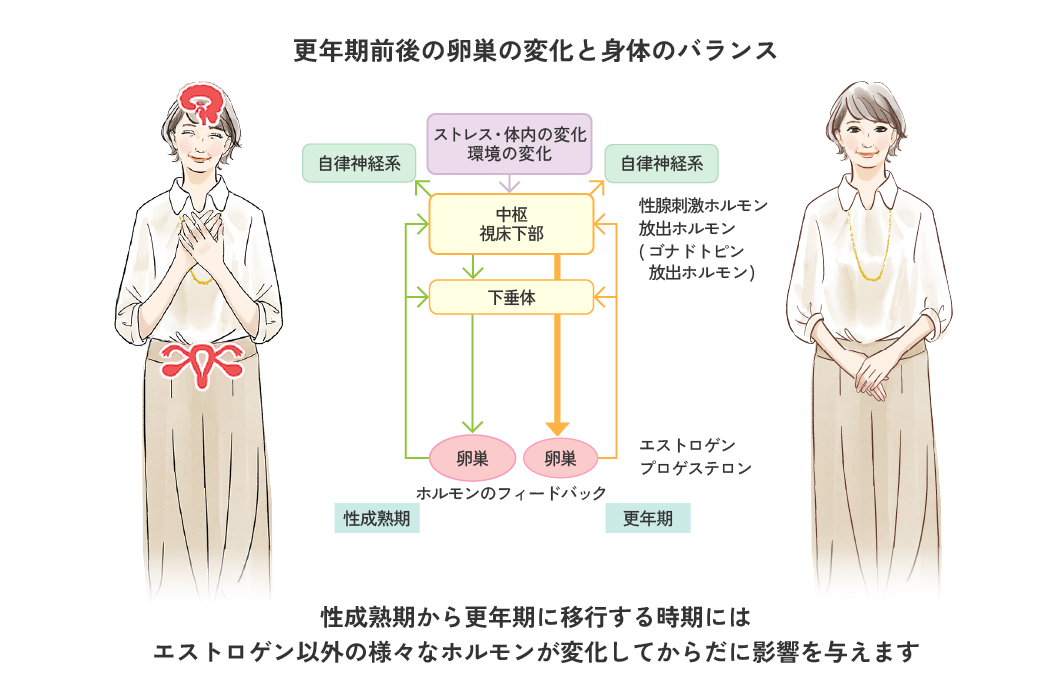 更年期前後の卵巣の変化と身体のバランス｜麻生武志・寺内公一・宮原富士子：『インフォームドコンセントのための図説シリーズ ホルモン補充療法 改訂版』 p.18-19， 2012