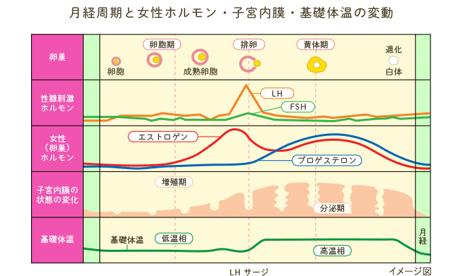 月経のしくみについて学びましょう 月経周期と女性ホルモン・子宮内膜・基礎体温の変動
