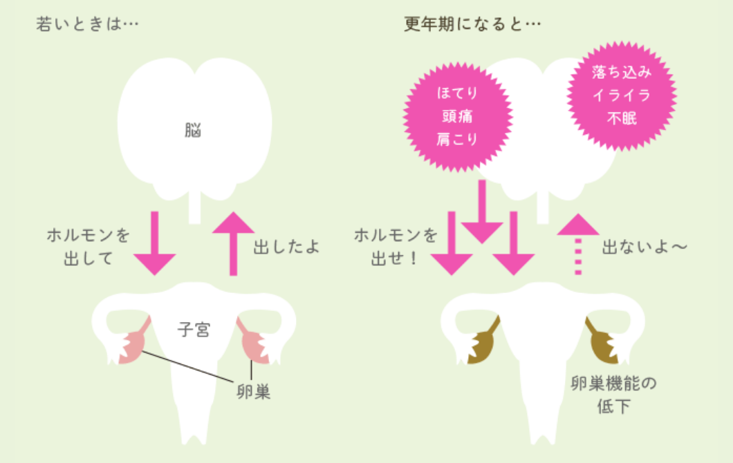 更年期になると卵巣機能は低下するため、若い時と同様にはエストロゲンを分泌できなくなります。そのことによってホルモンバランスが保てなくなり、更年期症状がおこります。