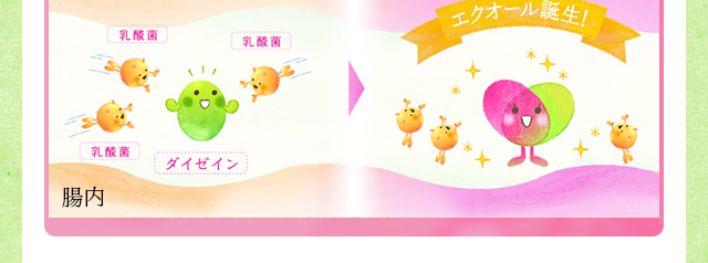 腸内のエクオールの図